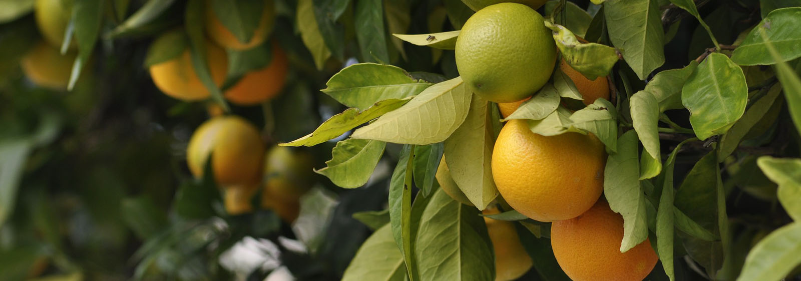 audit interne qualité totale et experte en agrobiologie. d'encadrement des entreprises horticoles Sénégal. formation qualité totale et experte en agrobiologie.