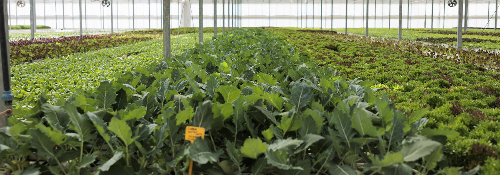 audit interne qualité totale et experte en agrobiologie.